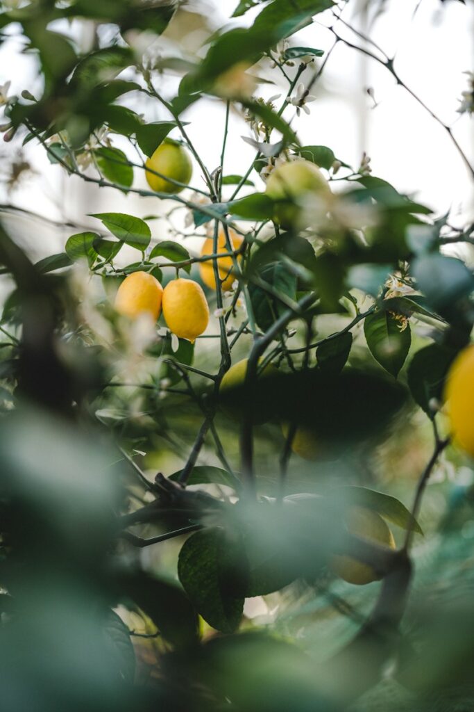 Meyer Lemon Trees