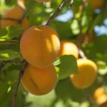 Chinese Apricot Tree Prunus armeniaca 'Chinese'