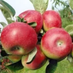 McIntosh Apple Tree Malus 'McIntosh'