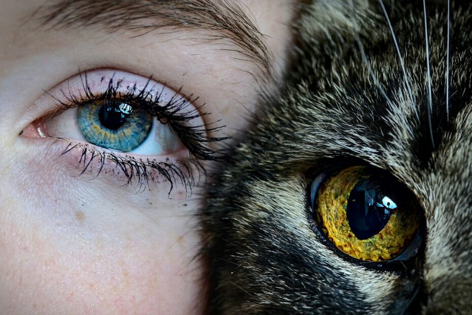 Cat Pupil Size Meaning: What Your Feline’s Eyes Reveal