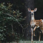 How to Keep Deer Out of the Garden: A Friendly, Field-Tested Playbook