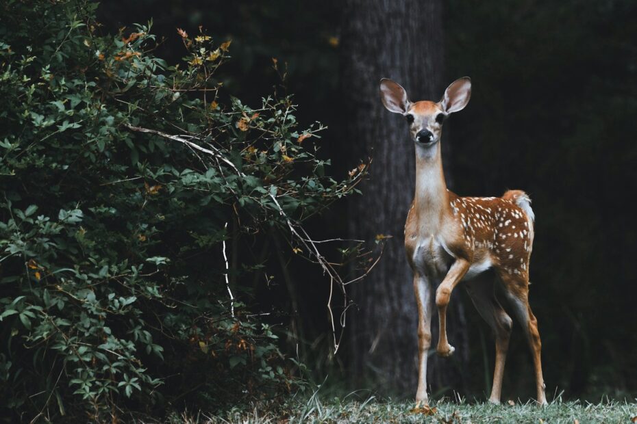 How to Keep Deer Out of the Garden: A Friendly, Field-Tested Playbook