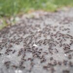 How Many Ants Are in a Colony: From a Few Dozen to Millions