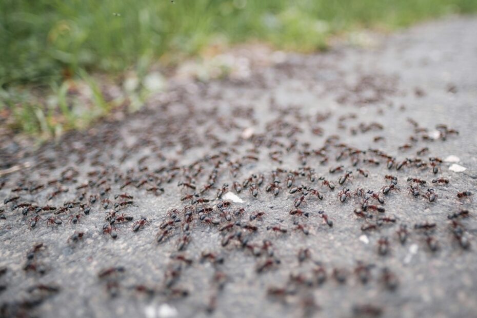 How Many Ants Are in a Colony: From a Few Dozen to Millions